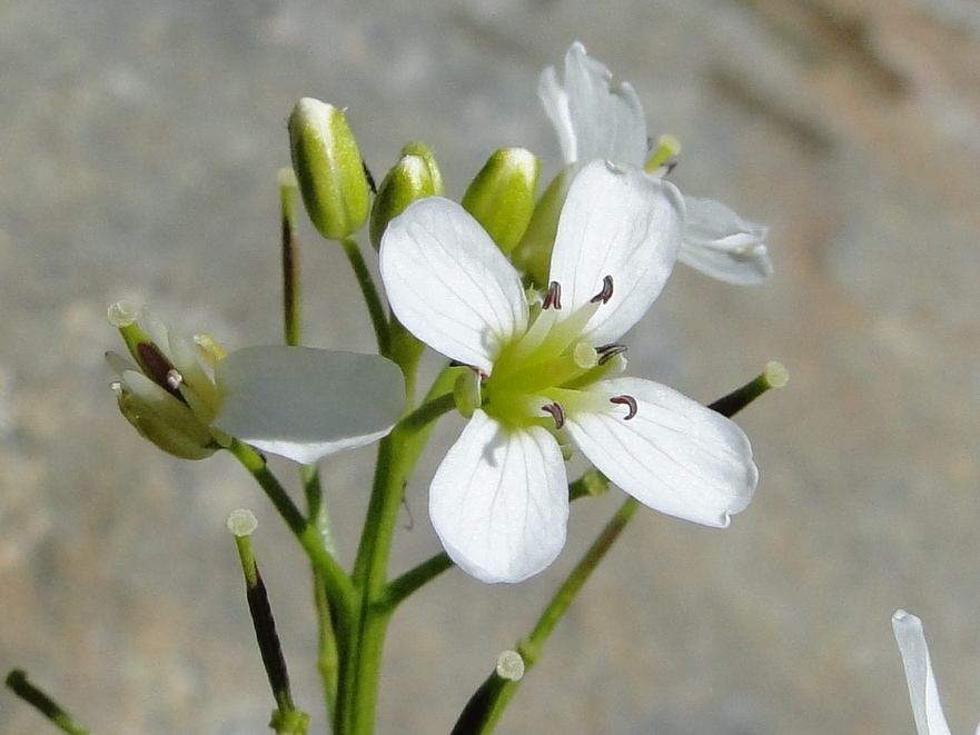Cardamine asarifolia / Billeri a foglie rotonde